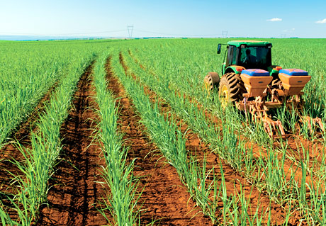 Plantação de cana-de-açucar