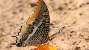 A população de borboletas leafwing não foi afetada pelo estudo de erradicação da mosca tsé-tsé