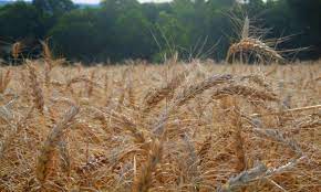 A produção de trigo da Ucrânia não consegue chegar aos portos
