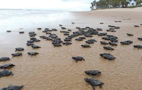 Em 40 anos, nasceram milhões de tartarugas que voltaram a povoar os oceanos