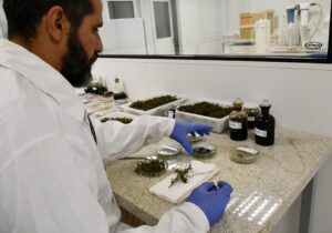 Macrofuel-ISI biomassa_Divulgação